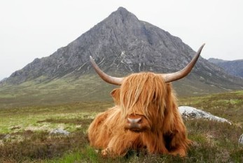 Highland Cow- Scotland